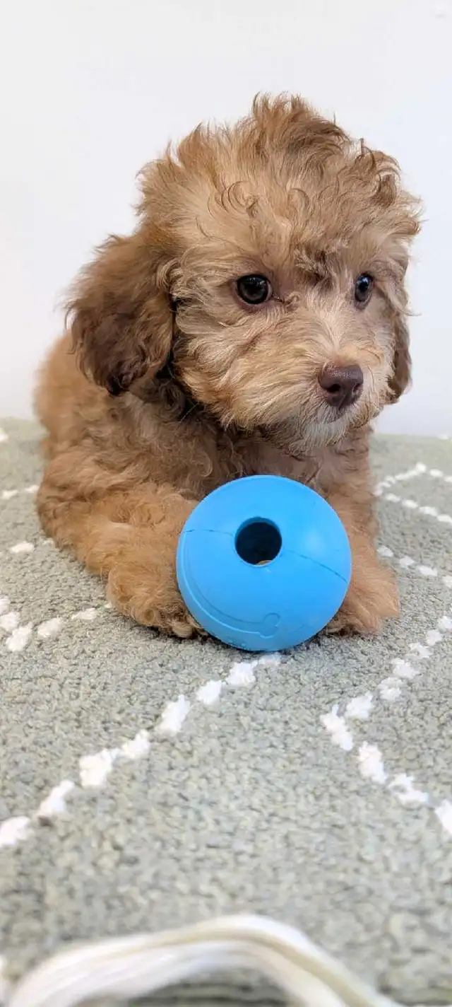 toy poodle puppies in Dogs & Puppies for Rehoming in Markham / York Region - Image 9