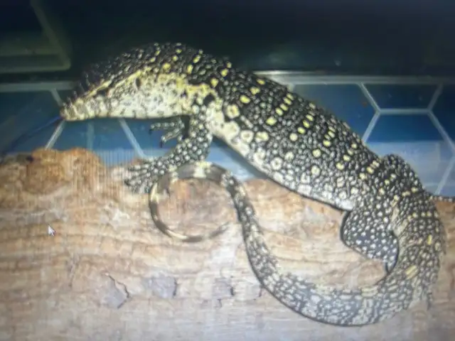 COOL NILE, MANGROVE AND SAVANNAH MONITORS in Reptiles & Amphibians for Rehoming in North Bay - Image 9