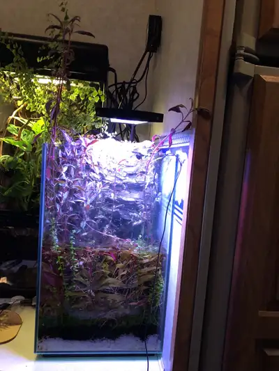 blue velvet shrimp aquascape 5gal, View more