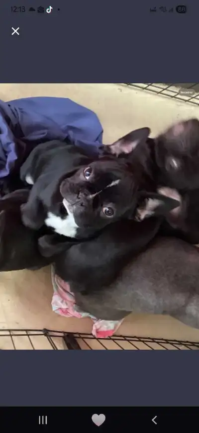 Beautiful Frenchton Puppy 75/25, View more