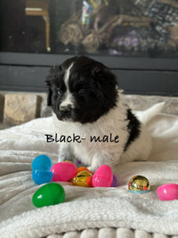 Newfoundland Puppies **updated pictures**