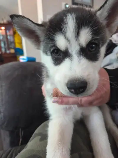 Siberian Husky puppies for sale, View more