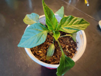 Pepper Seedlings - 4 types