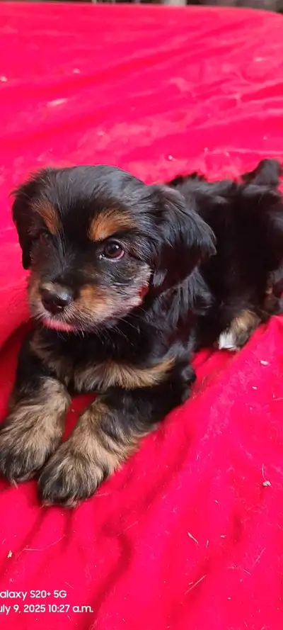 yorkiepoo, View more