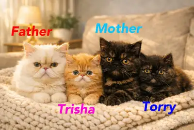 ADORABLE EXOTIC SHORTHAIR BABY GIRLS AVAILABLE!, View more