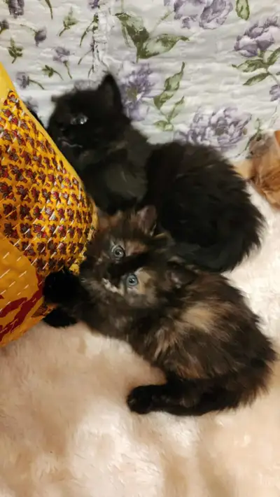 Tortoiseshell Kitten, View more