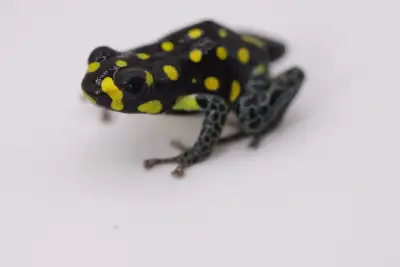 Have some good sized juvenile Ranitomeya vanzolinii available. $100 each, 3/$255, 5/$425 Checkout my...