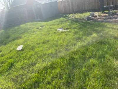 Is your lawn looking a little sparse? Bring it back to life with our lawn care services! - Fill in b...