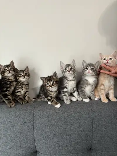 Adorable kittens looking for loving homes, View more