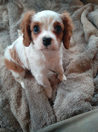 Cavalier puppy for sale