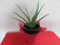 Large  Aloe  Vera  Plant