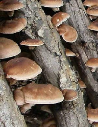 Shiitake Mushroom Culture for Mushroom Cultivation