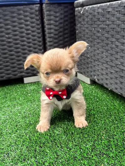 magnifique petit chihuahua poil long enr. ckc, View more
