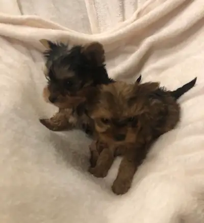 f Yorkshire terrier pups, View more