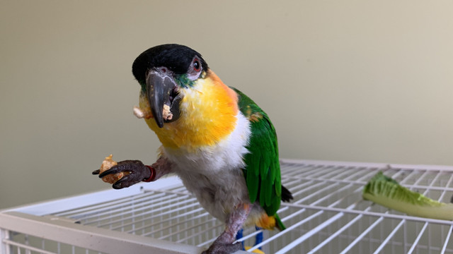 Bird sitting / Bird boarding / Pet sitter / Pet boarding  in Animal & Pet Services in Oshawa / Durham Region - Image 2