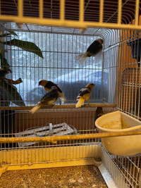 Canary birds for sale / oiseaux canaries à vendre