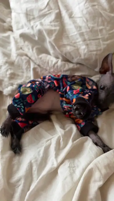 Darling Chinese Crested Female puppy, View more