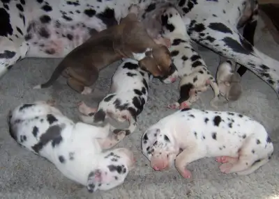 Great Dane Pups, View more