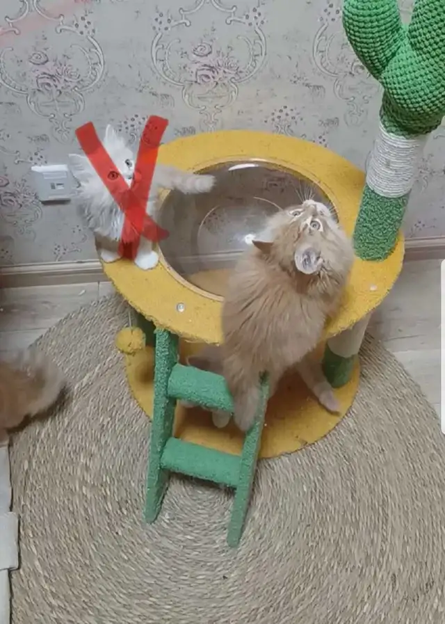 Siberian kittens