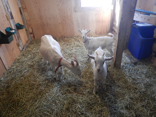 Nous vendons notre petit troupeau de chèvres Saanen pur-sang dans Animaux de ferme  à Rimouski / Bas-St-Laurent - Image 3