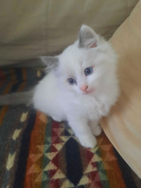 Only 2 left! Beautiful, pure-bred ragdoll kittens