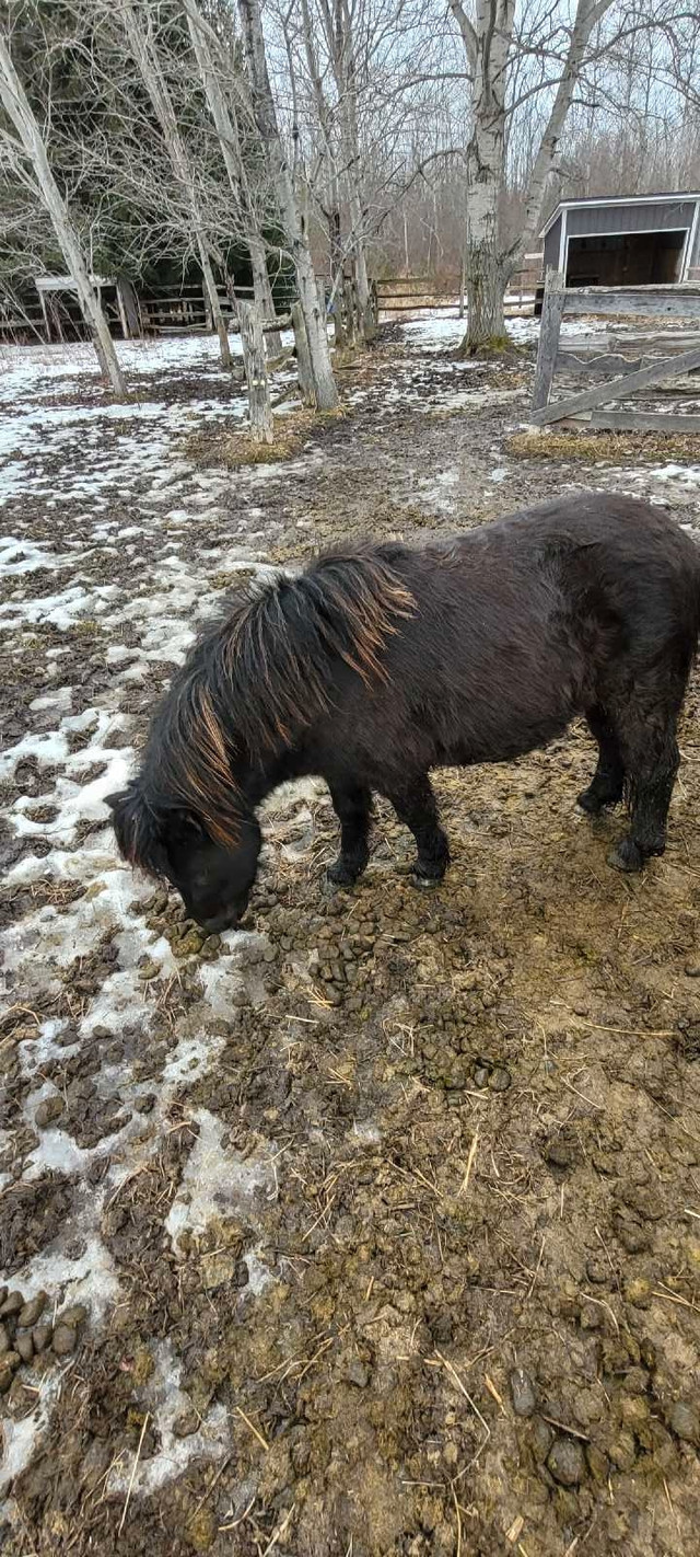 Miniature horse in Other in Markham / York Region