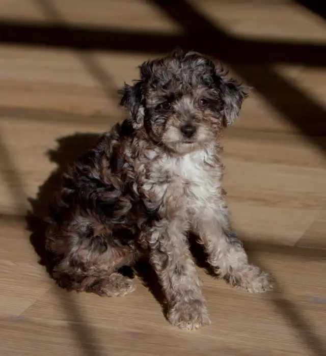 Mini Aussiedoodle F1b  merles in Dogs & Puppies for Rehoming in Drummondville - Image 6