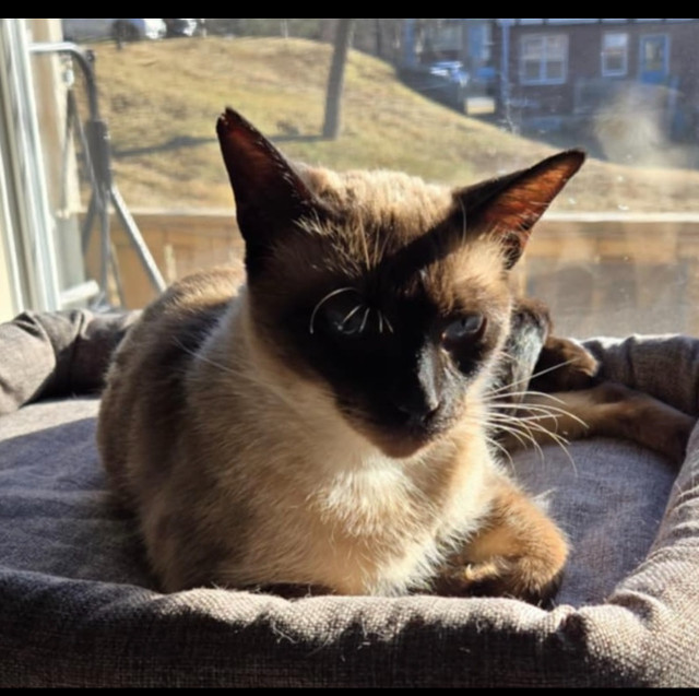 Seal point siamese cat ** please read add** in Cats & Kittens for Rehoming in Saint John