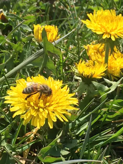 I have four frame nucleus colonies that contain all the essentials of a honeybee colony. Each nuc wi...