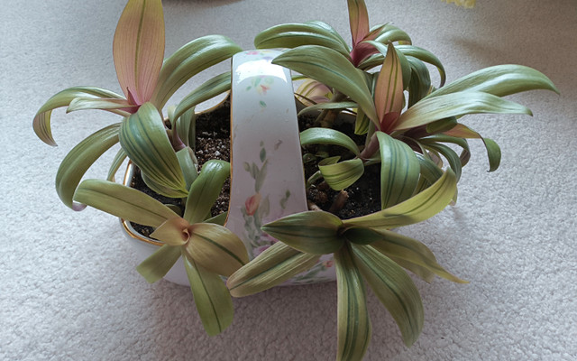Tri-color Oyster plant--house plant in Plants, Fertilizer & Soil in Calgary - Image 4