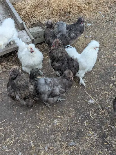 Silkie Roosters, View more