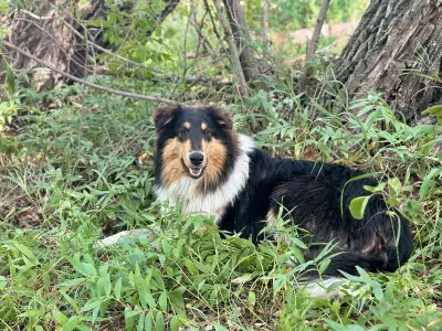 ckc reg. rough collie, View more