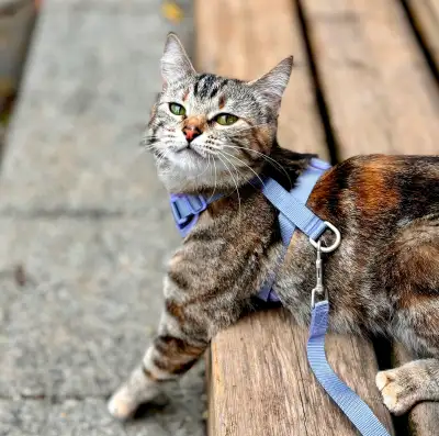 Cats looking for new home, View more