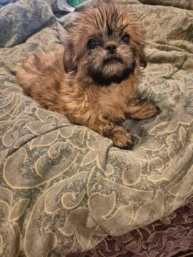 Shihtzu puppies 2 boys one girl in Dogs & Puppies for Rehoming in Owen Sound - Image 5