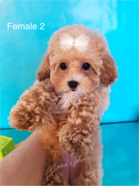 Pure Tiny Toy Poodle 4-6 lbs fully grown, pedigree