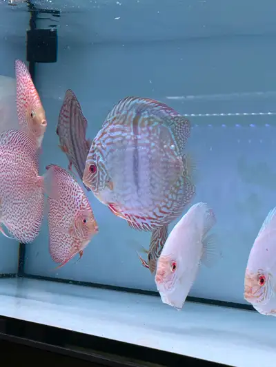 new discus shippment arrived at auspicious aquarium, View more