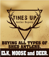 Buying all naturally shed elk, moose, and deer antler.