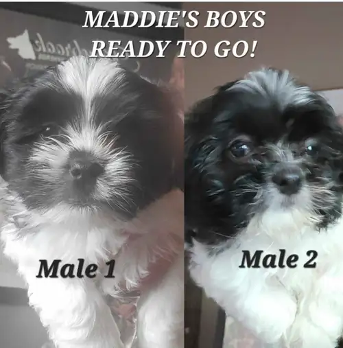 ⭐️Maddie puppies available! READY TO GO . 2 males left! Vaccinated, health check * Black & White Mal...