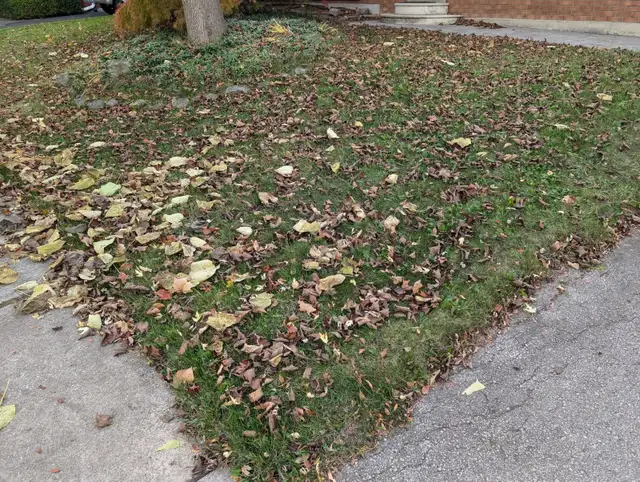 Fall Clean Up 2026