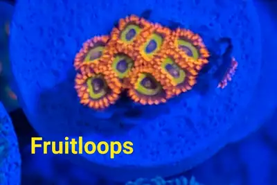 Fruitloops zoa - saltwater coral frag, View more