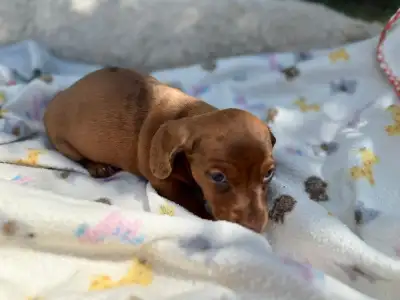4 Dachshund Puppies for Sale. Born May 13, and will be ready for their new homes week of July 11. Mo...