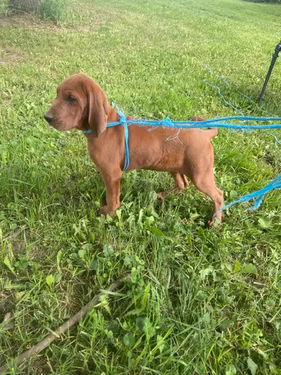 1 Female Redbone pup available. Not registered no shots yet 3 months old 550 OBO If add is up she is...