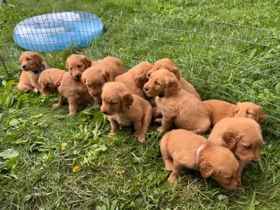 Golden Retriever Puppies, View more