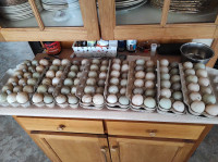 Duck hatching eggs