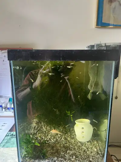 guppie fry and guppie grass, View more