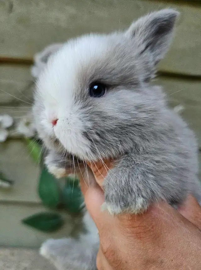 Holland Lop Rabbitry (nettle.blossom.burrows) in Small Animals for Rehoming in Terrace - Image 9