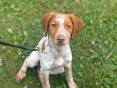 Brittany Spaniel Puppies, View more