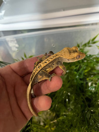 Crested Gecko