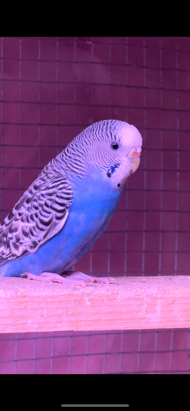 Budgies for sale in Birds for Rehoming in London - Image 3