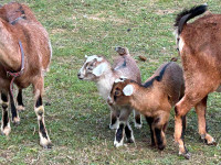Dwarf mix doe kid goats